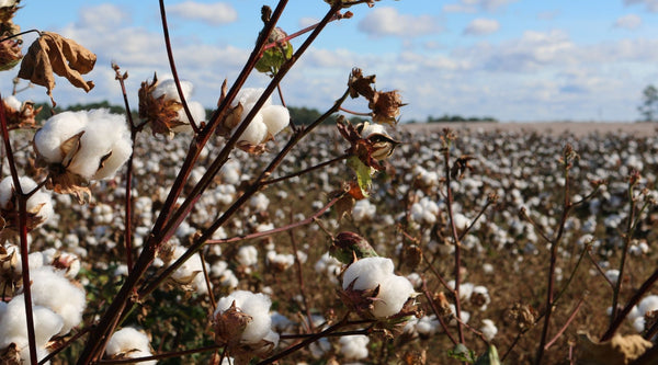 The Alternative: Organic Cotton